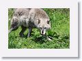 NYwolf 010
